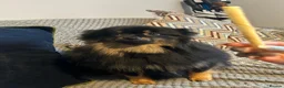 Pomeranian dogs for sale: Black long haired female 8-month Pomeranian  in London - Advert 7