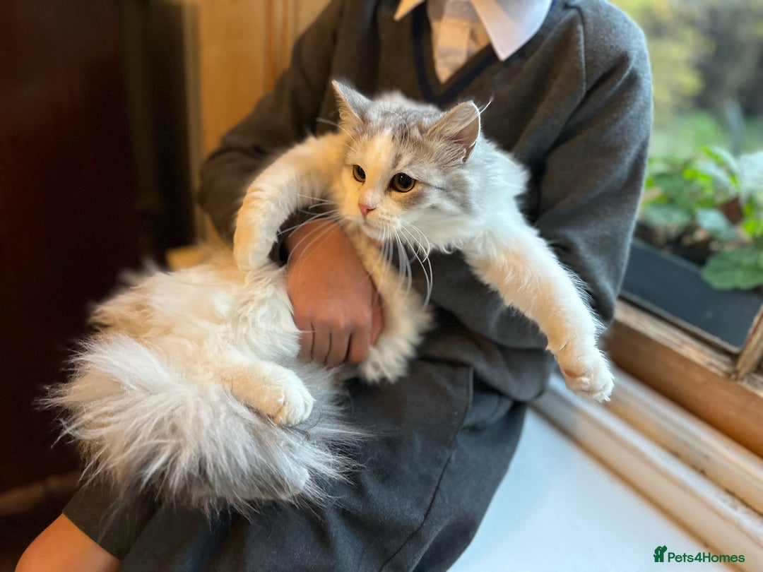 Siberian cats for sale: 2 Pedigree Siberian kittens hypoallergenic - ready - Advert 7
