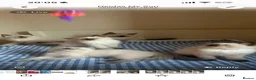 Ragdoll cats for sale: GCCF Adorable ragdoll kittens ready to gohome now - Advert 30