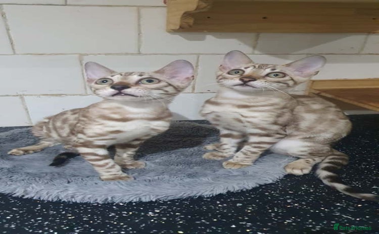 Bengal cats - Advert 3