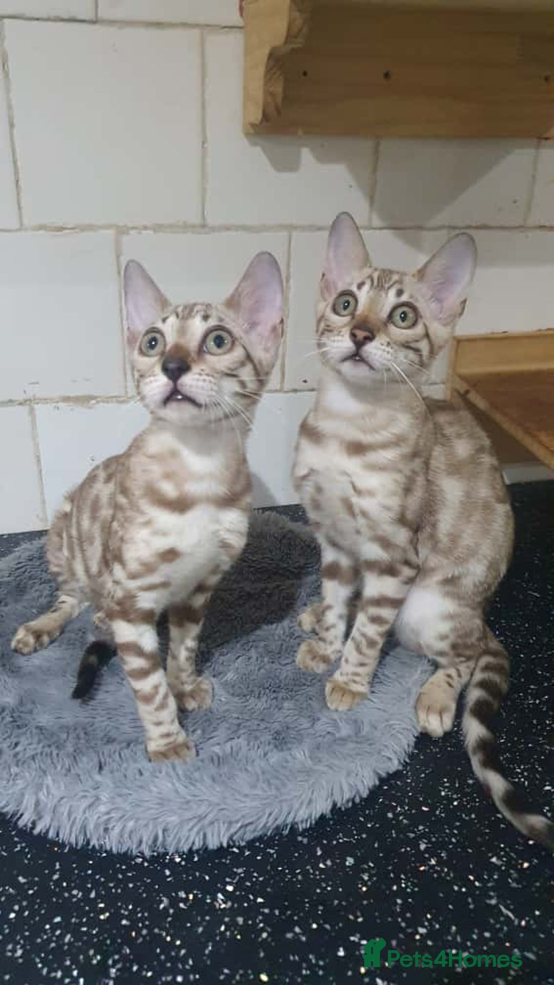Bengal cats for sale: 🔥✨Pedigree TICA-Registered Bengals - Image 1
