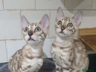 Bengal cats - Advert 24