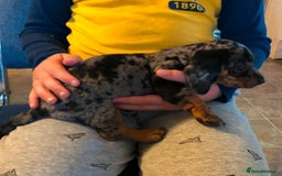 Miniature Dachshund dogs for sale: gorgeous Nice Dapple doxie pups shorthair - Image 2