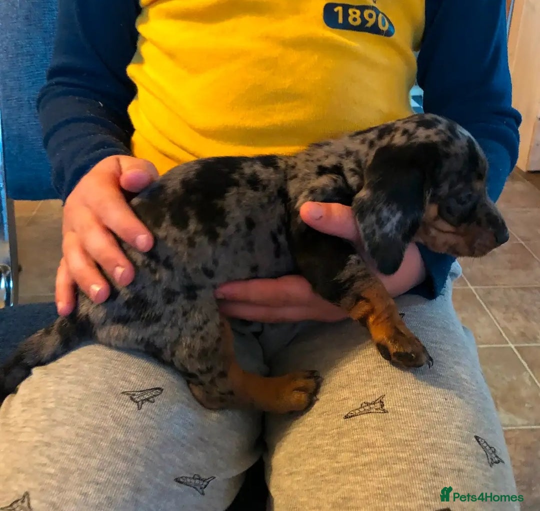 Miniature Dachshund dogs for sale: gorgeous Nice Dapple doxie pups shorthair - Image 2