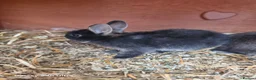 Netherland Dwarf rabbits for sale: Beautiful Netherland Dwarf bunnies - Advert 6