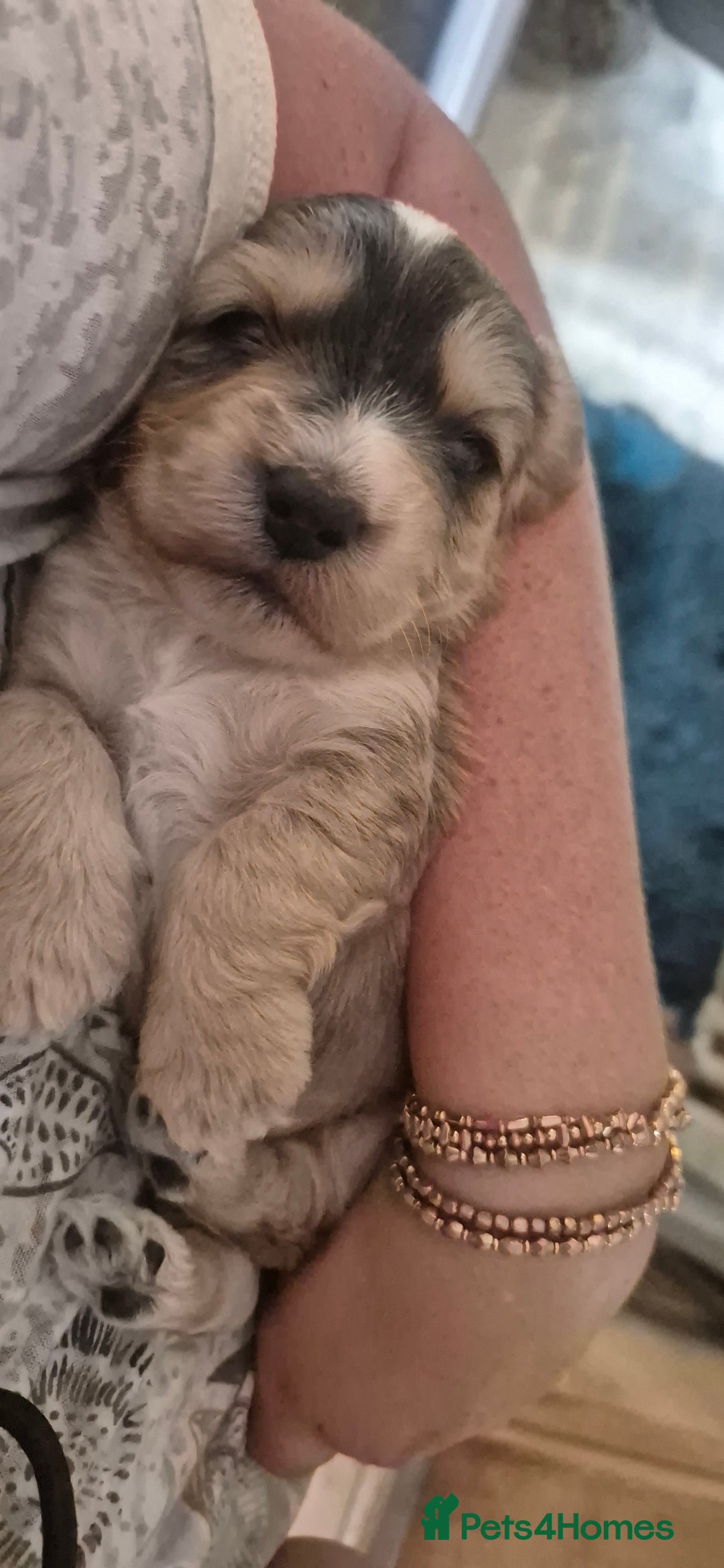 Cockapoo dogs for sale: 8 Beautiful Cockapoo pups,Merle, chocolate, black - Image 10
