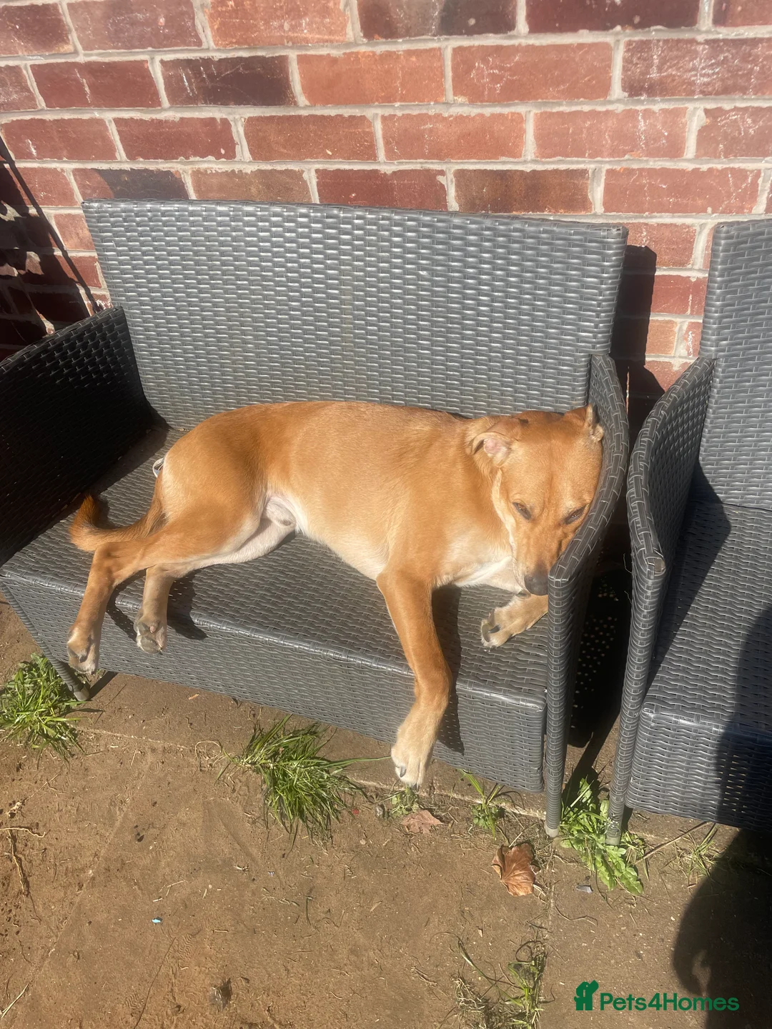 Mixed Breed dogs for sale: male dog for rehoming  - Advert 3