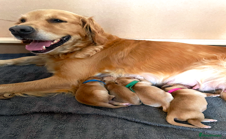 Golden Retriever dogs - Advert 5