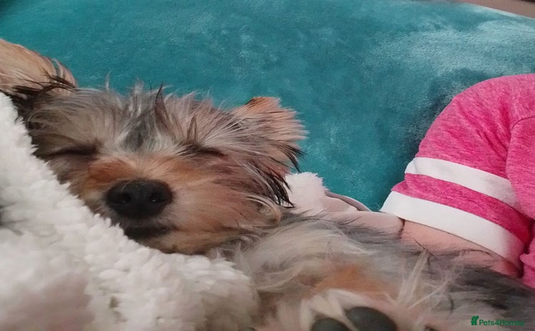 Yorkshire Terrier dogs - Advert 12