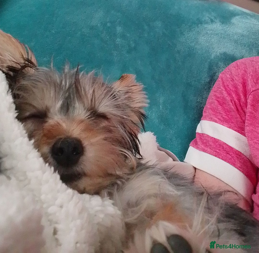 Yorkshire Terrier dogs for sale: Female Yorkshire Terrier  - Image 1