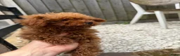 Toy Poodle dogs for sale: Small  **  Asian Poodle Boy in Grays - Advert 9