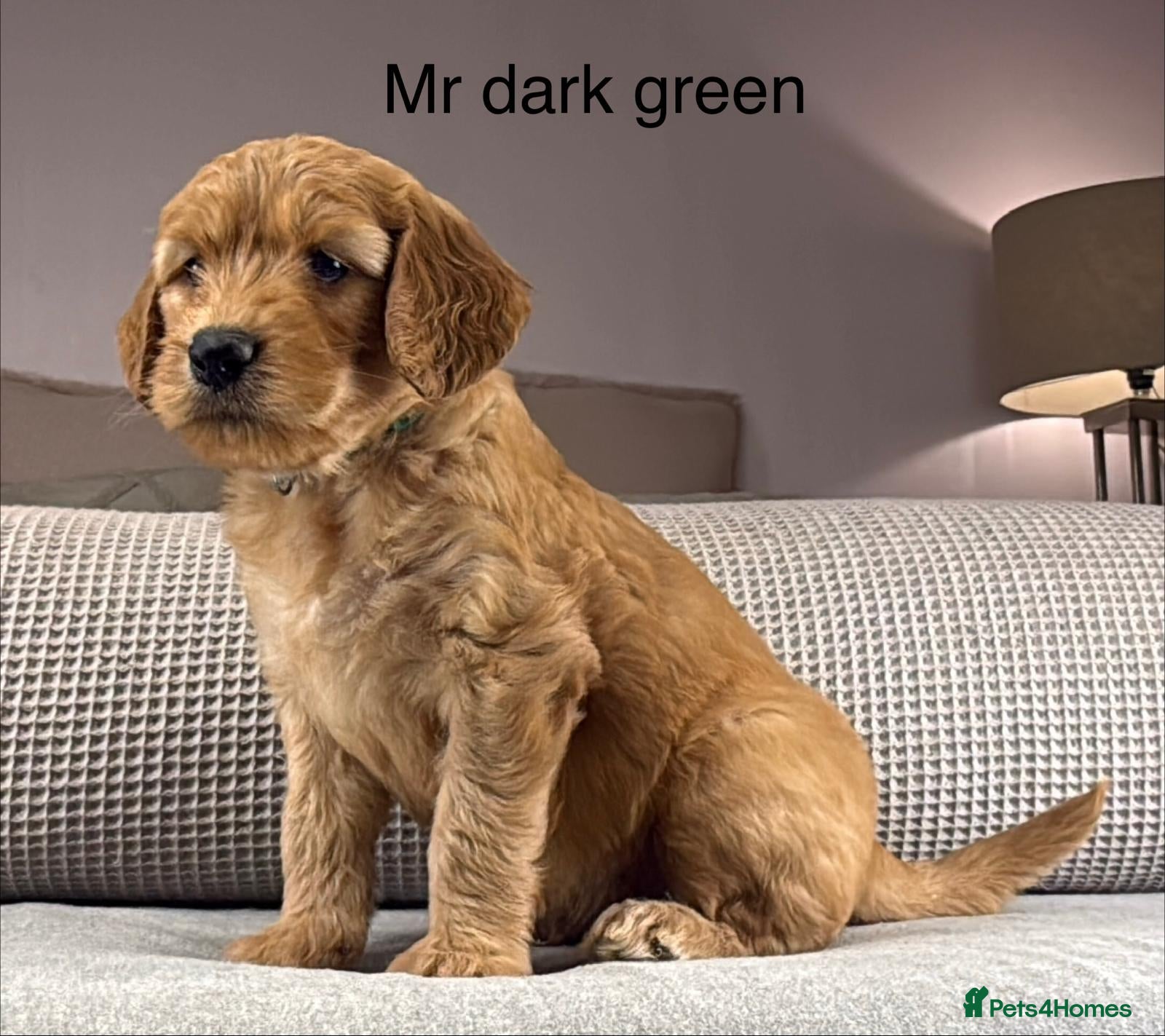 Goldendoodle dogs HEAD TURNING BOYS AND GIRLS. HEALTH TESTED LINEAGE - Advert 5