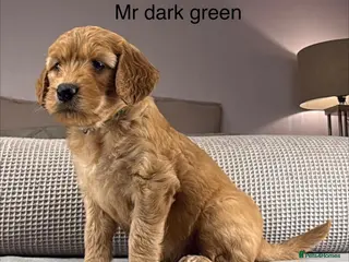 Goldendoodle dogs HEAD TURNING BOYS AND GIRLS. HEALTH TESTED LINEAGE - Advert 5