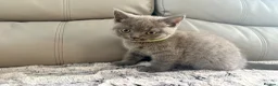 British Longhair cats for sale: British long hair kittens  - Advert 8