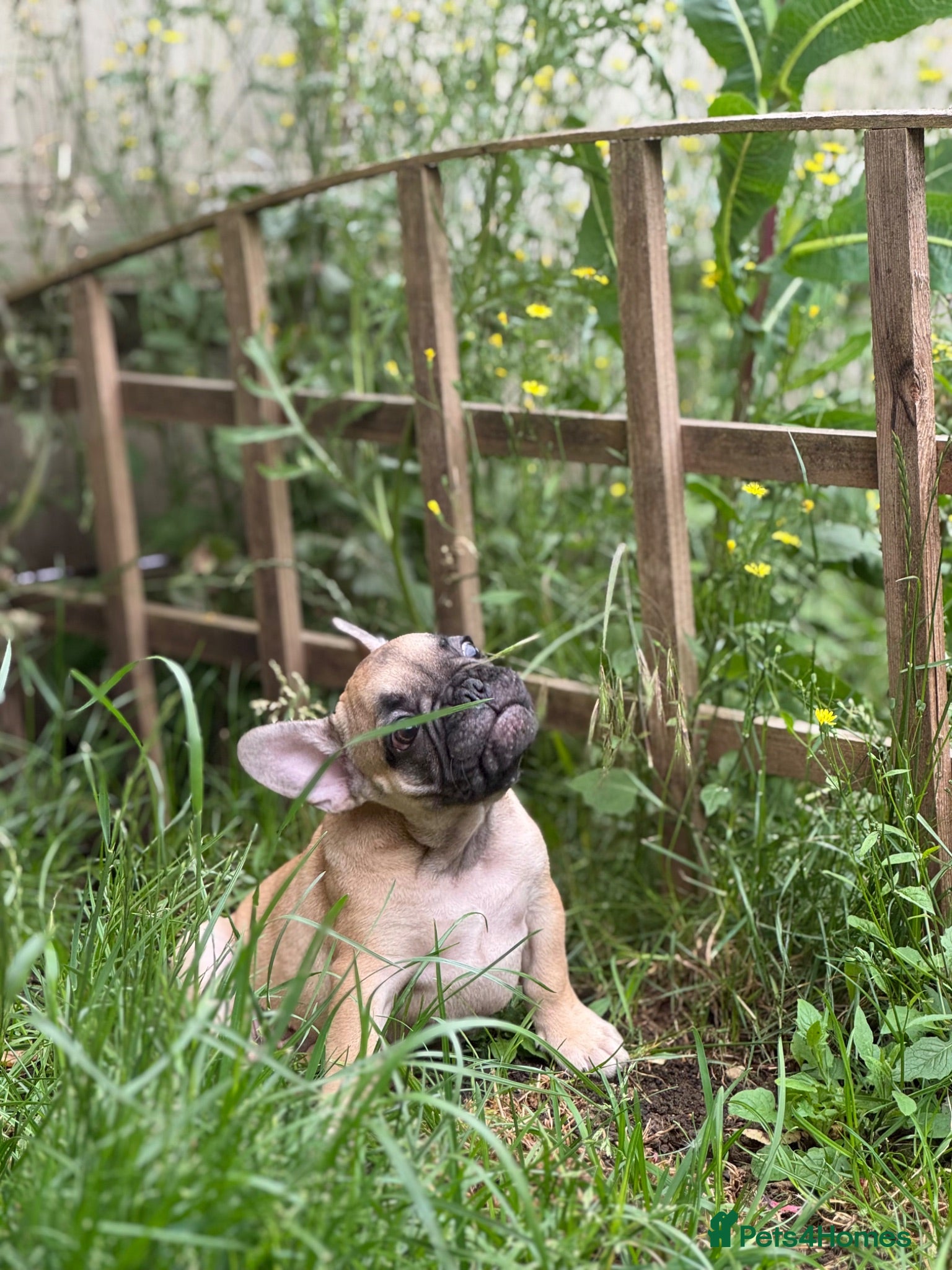 French Bulldog dogs Health CLEAR KC REG FRENCH BULLDOG - Advert 5