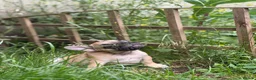 French Bulldog dogs for sale: REDUCED PRICE FOR WEEKEND KC REG FRENCH BULLDOG - Advert 13
