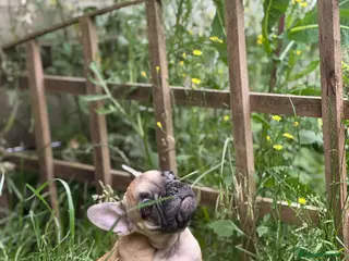 French Bulldog dogs Health CLEAR KC REG FRENCH BULLDOG - Advert 5