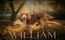 Cocker Spaniel dogs for sale: 🧡💛❤️Stunning KC Show Cocker Spaniels❤️🩷🧡 - Image 30