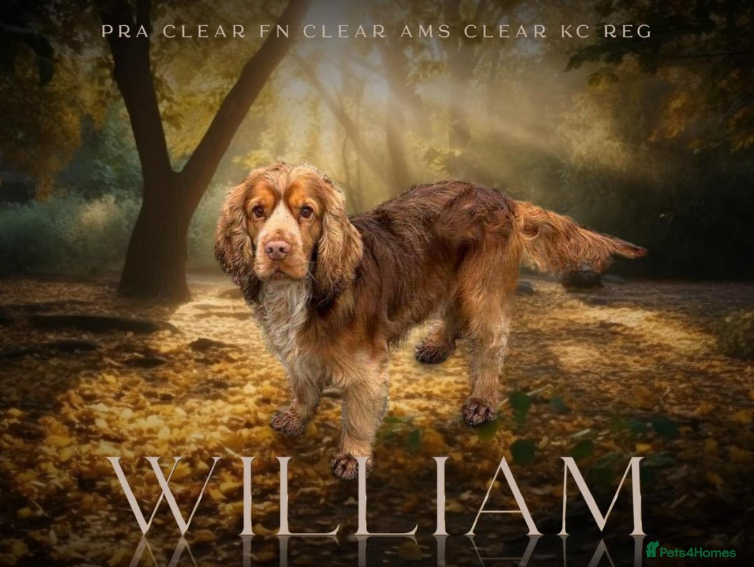 Cocker Spaniel dogs for sale: 🧡💛❤️Stunning KC Show Cocker Spaniels❤️🩷🧡 - Image 30