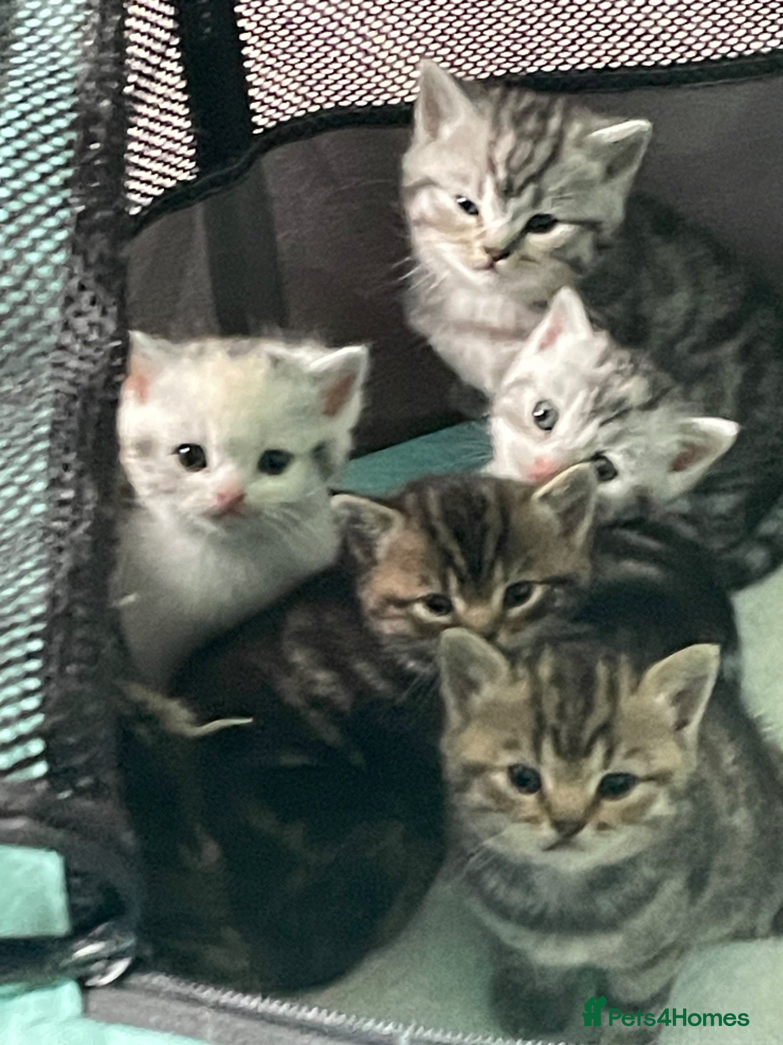 Persian cats 4 Bengal Persian Cross kittens for sale - Advert 13