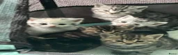 Persian cats for sale: 4 Bengal Persian Cross kittens for sale - Advert 7