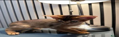Abyssinian 1