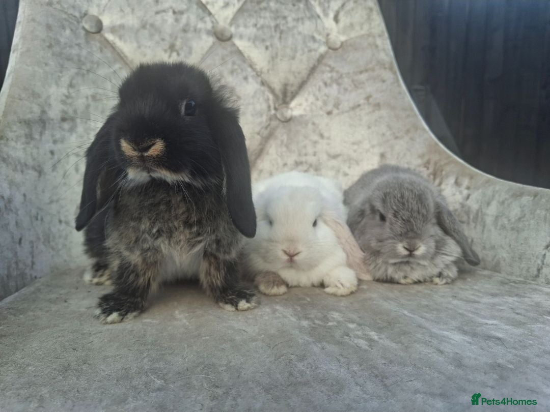Mini Lop rabbits Free starter pack! Baby mini lops  - Advert 1