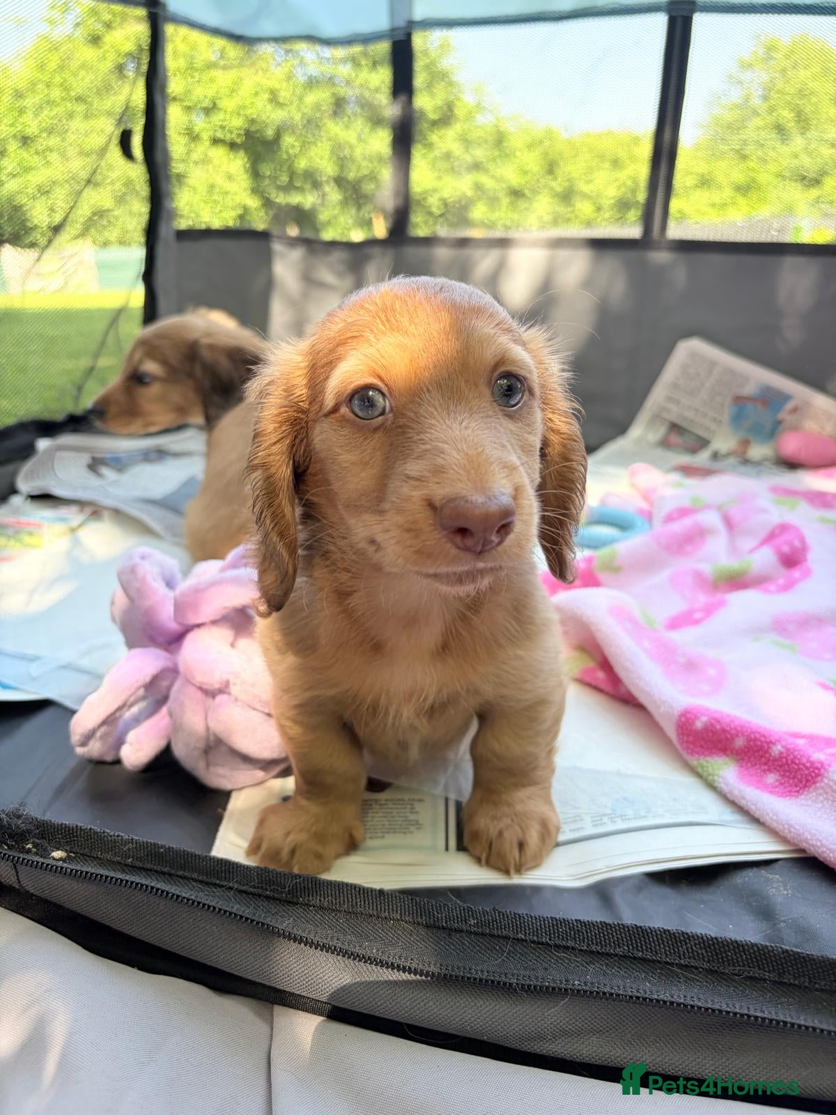 Dachshund dogs Stunning  shaded cream miniature daxi pups  - Advert 2