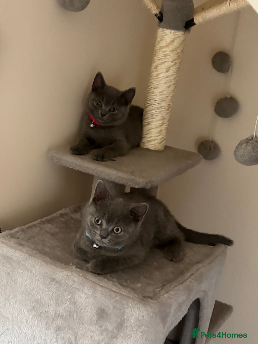 British Shorthair cats for sale: British shorthair  - Image 5