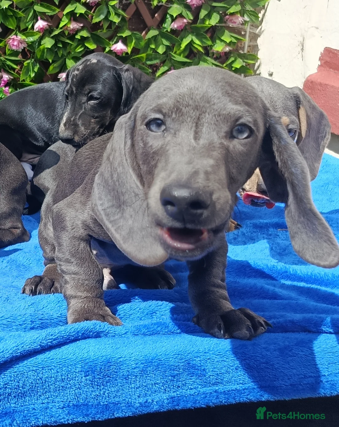 Miniature Dachshund dogs for sale: 🌈 BEAUTIFUL “RAINBOW” DACHSHUND LITTER 🌈 - Advert 2