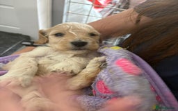 Cockapoo dogs for sale: 5 cockapoo puppy ready 13nov  - Image 14