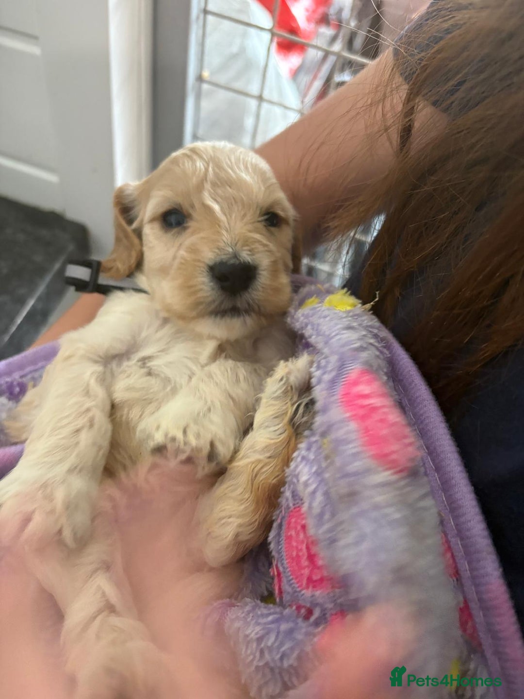 Cockapoo dogs for sale: 5 cockapoo puppy ready 13nov  - Image 14