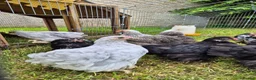 Chickens poultry for sale: Pekin bantam chicks in Carnforth - Advert 3