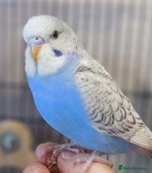 Budgerigars birds Outstanding pet baby budgies priced from £25 - Advert 2