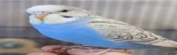 Budgerigars birds for sale: Outstanding pet baby budgies priced from £25 - Advert 8