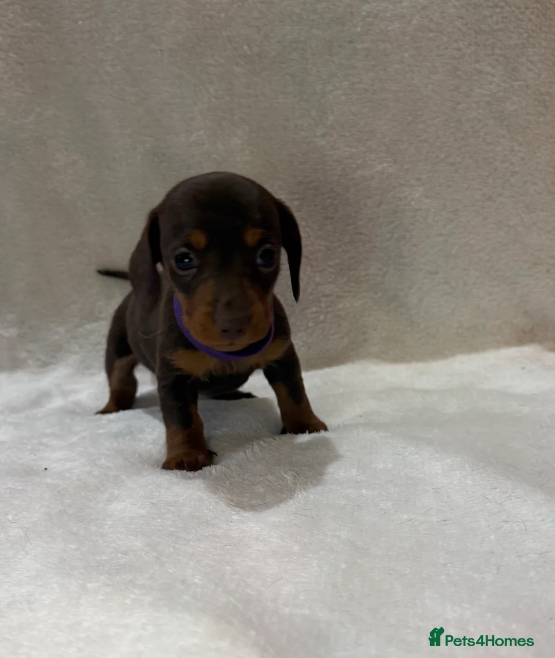 Dachshund dogs for sale: Kennel Club Registered & Health Tested - Advert 7