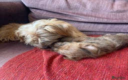 Norfolk Terrier dogs for sale: Norfolk Terrier Puppies  - Image 10