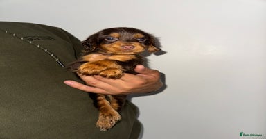Cocker Spaniel dogs - Advert 2
