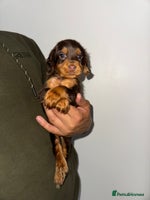 Cocker Spaniel dogs - Advert 8