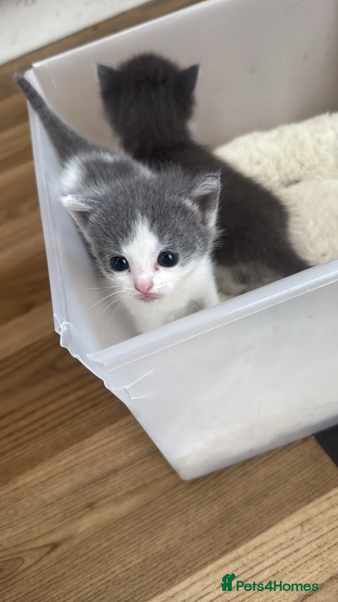 Mixed Breed cats for sale: Adorable kittens looking for their new home - Advert 2