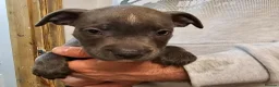 Staffordshire Bull Terrier dogs for sale: Not KC Reg Blue Staffordshire bull terrier boy - Advert 14