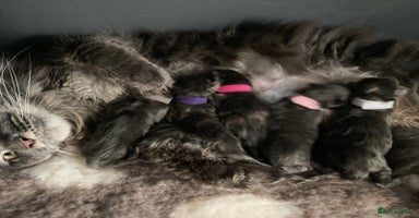 Maine Coon cats GCCF Blue Torbie Maine Coon Kittens - 3 girls - Advert 1