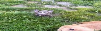 American Bully 1