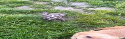 American Bully dogs for sale: Micro pocket bully pup READY! FULLY VACCINATED  - Advert 6