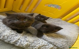 British Longhair cats for sale: 5 domestic/british fluffy longhair kittens  - Image 3