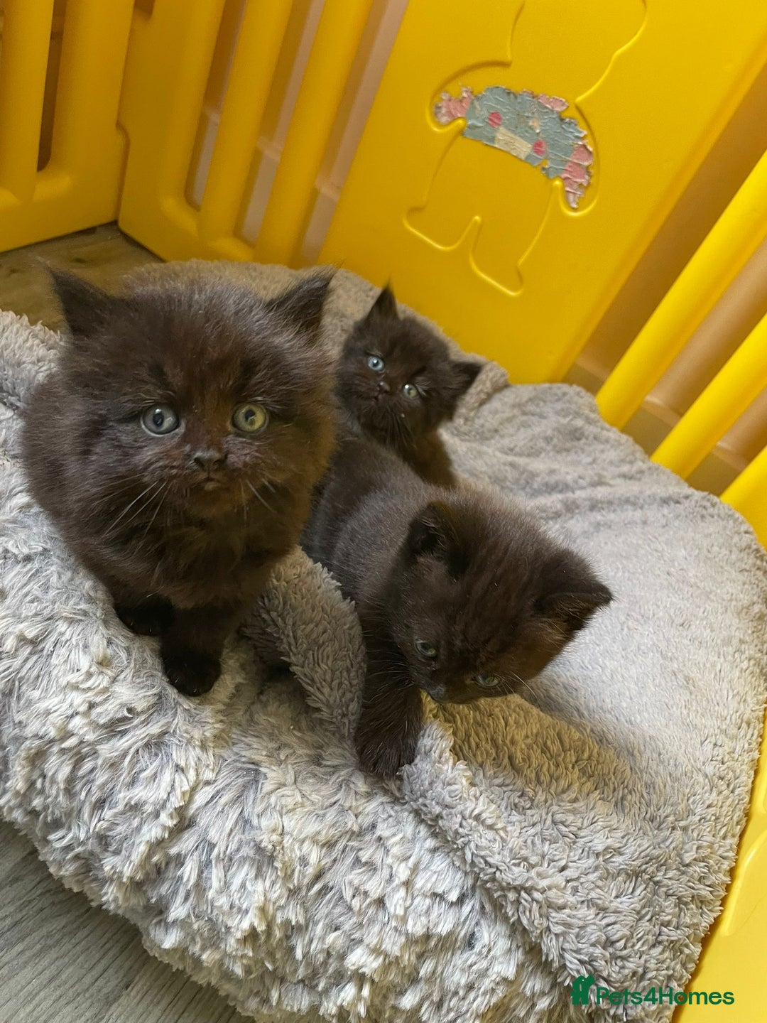 British Longhair cats for sale: 5 domestic/british fluffy longhair kittens  - Image 3