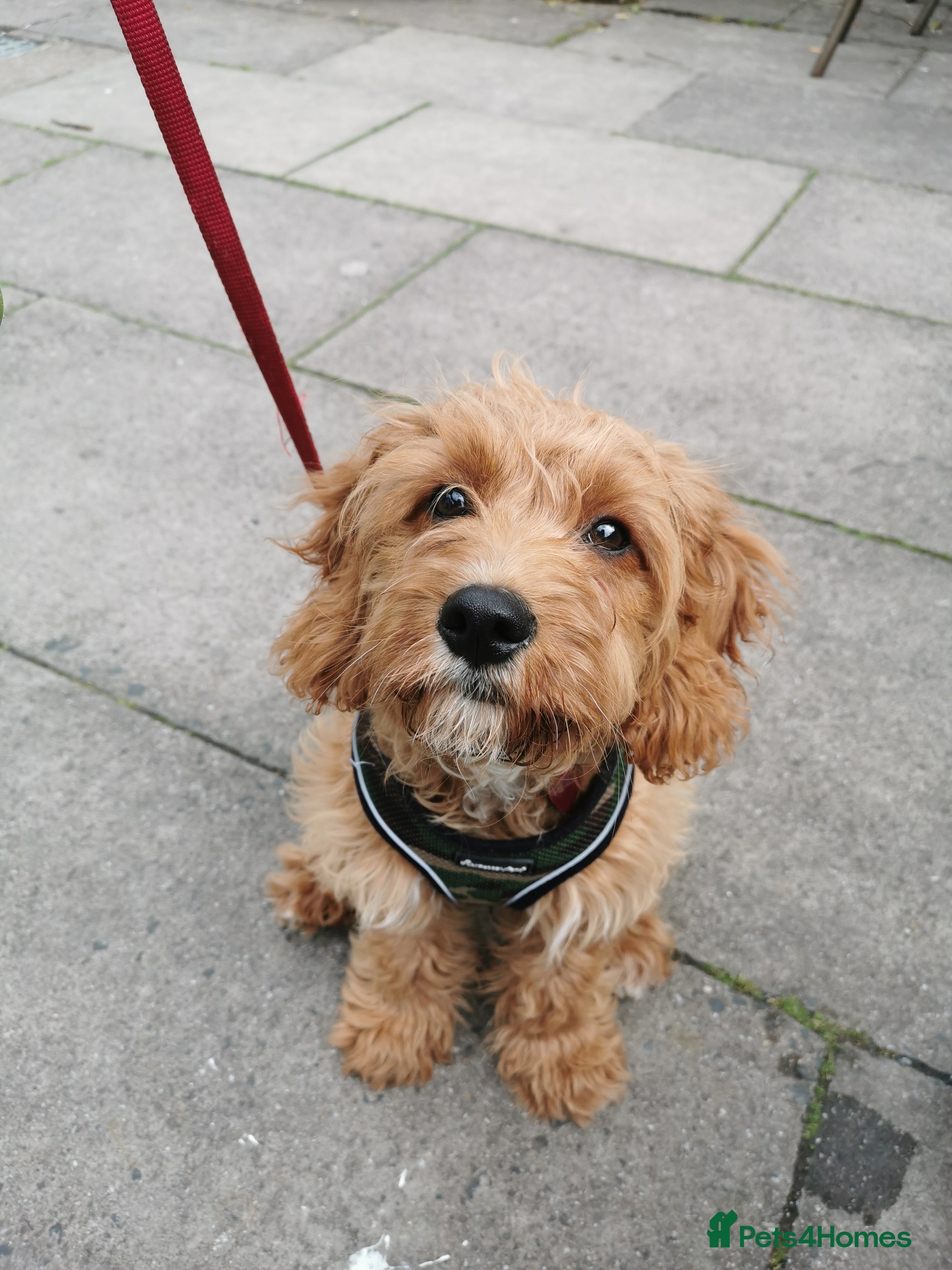 Cavapoo dogs Proven red Cavapoo stud  in Stratford-upon-Avon - Advert 12