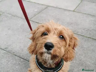 Cavapoo dogs Proven red Cavapoo stud in Stratford-upon-Avon - Advert 12