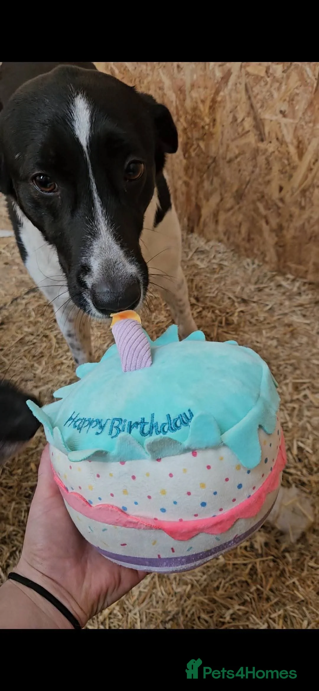 Mixed Breed dogs for adoption: Meet Coco, currently residing in Essex in Frinton-on-Sea - Advert 9