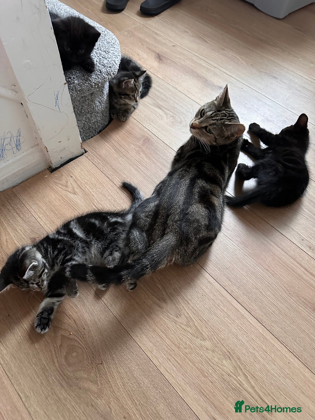 Mixed Breed cats for sale: 4 Sweet Healthy Kittens Ready for Loving New Homes - Advert 5